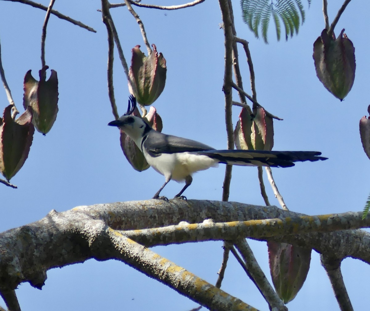 White-throated Magpie-Jay - ML616245242