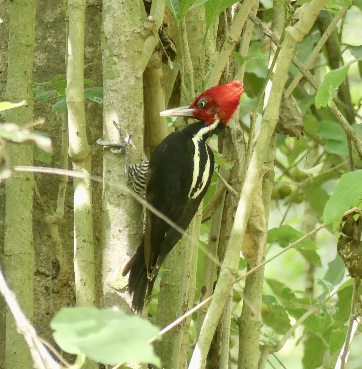 Pale-billed Woodpecker - ML616245253