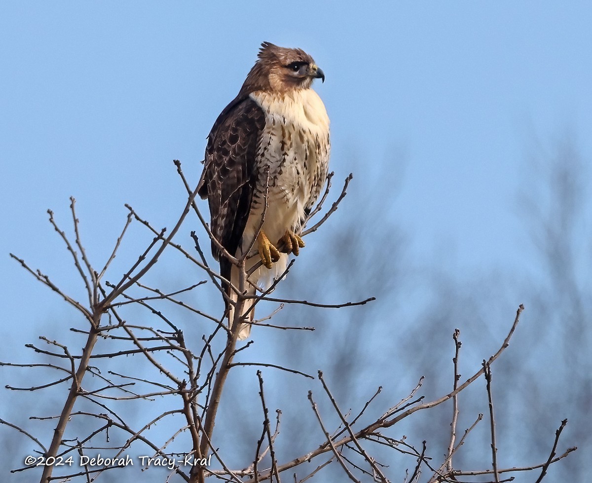 Red-tailed Hawk - ML616245365