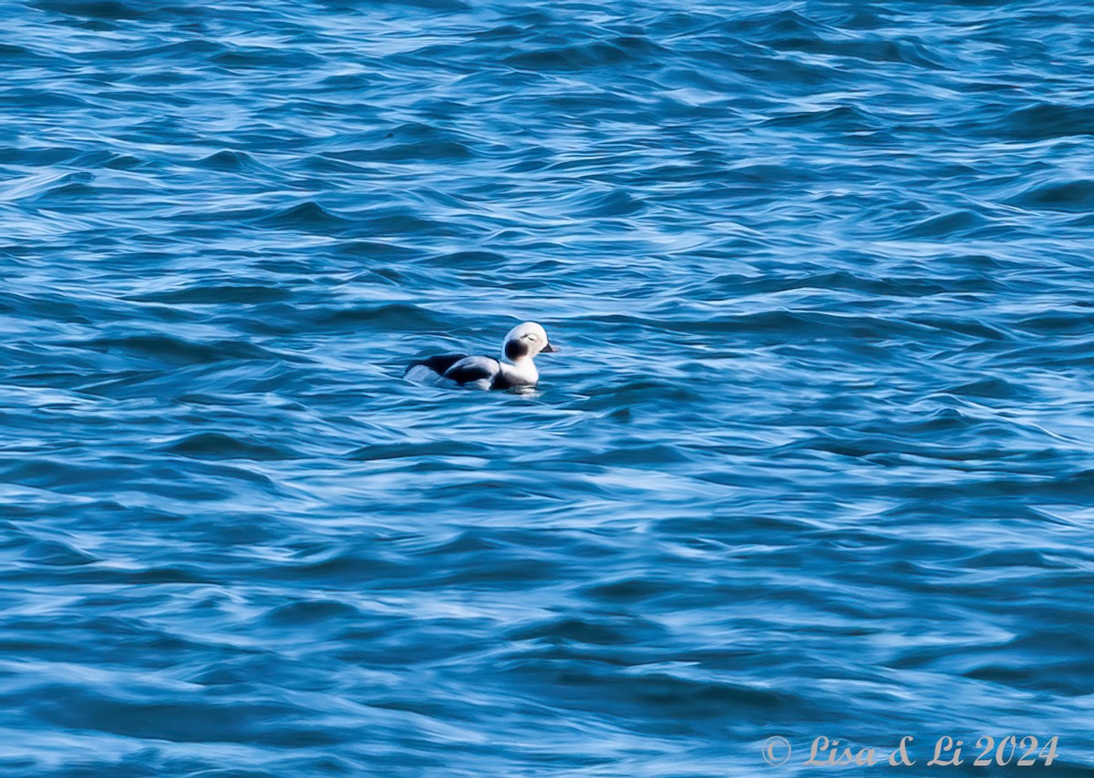 Long-tailed Duck - ML616245416