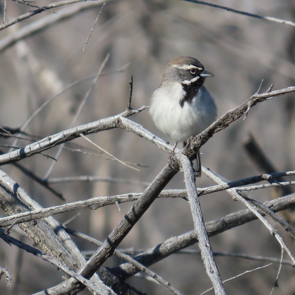 Black-throated Sparrow - ML616245502