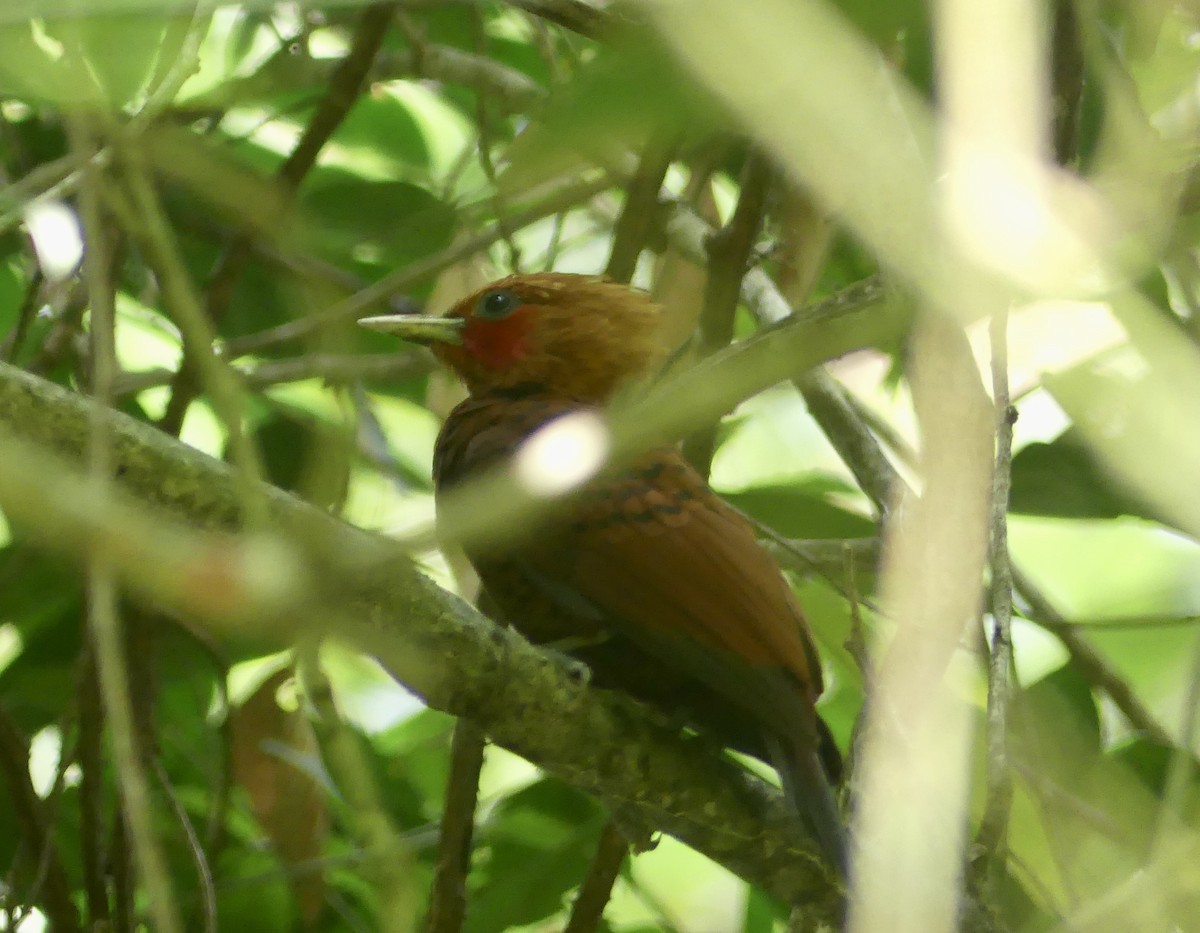 Chestnut-colored Woodpecker - Cédric Duhalde