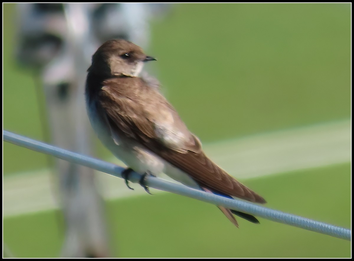 Northern Rough-winged Swallow - ML616245760