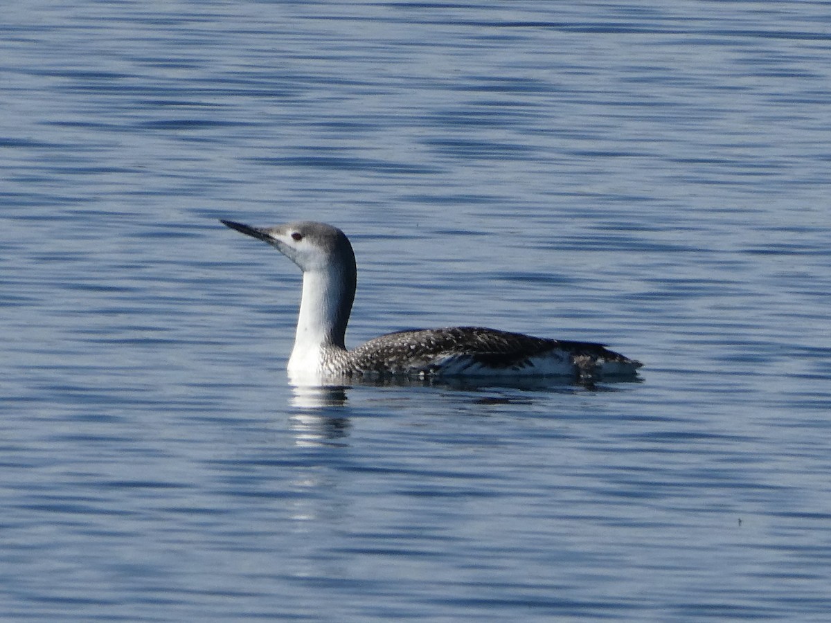 Red-throated Loon - ML616245779