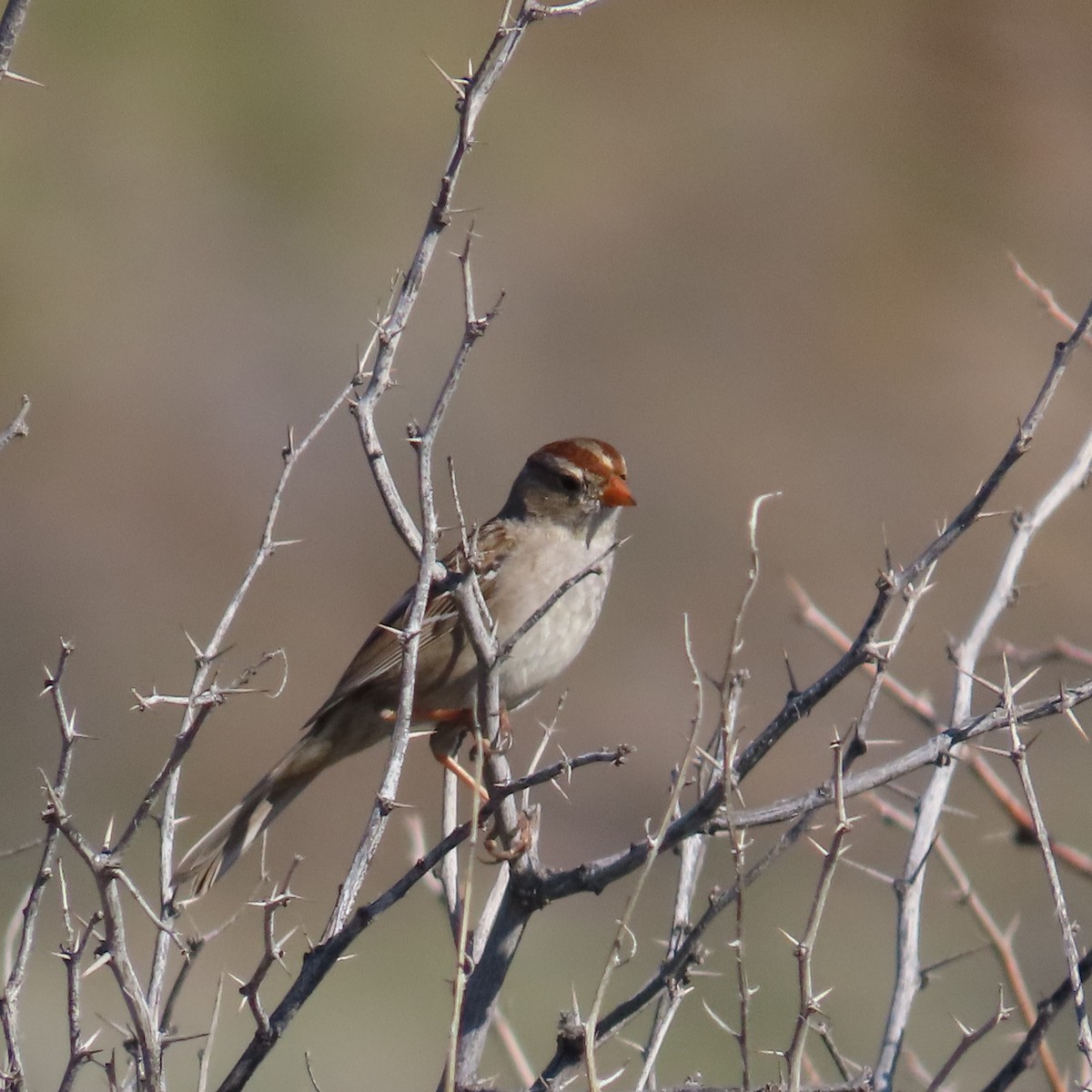 White-crowned Sparrow - ML616245932