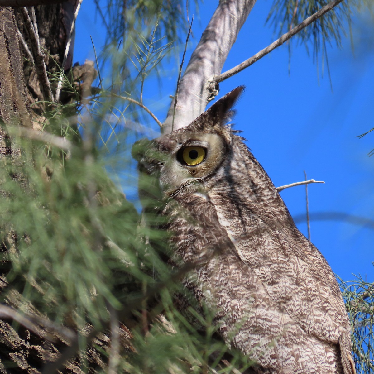 Great Horned Owl - ML616246049