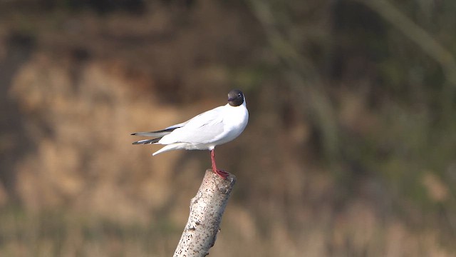 Mouette rieuse - ML616246091