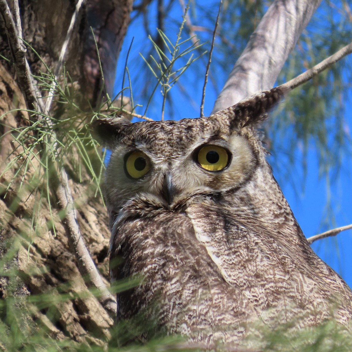 Great Horned Owl - ML616246117