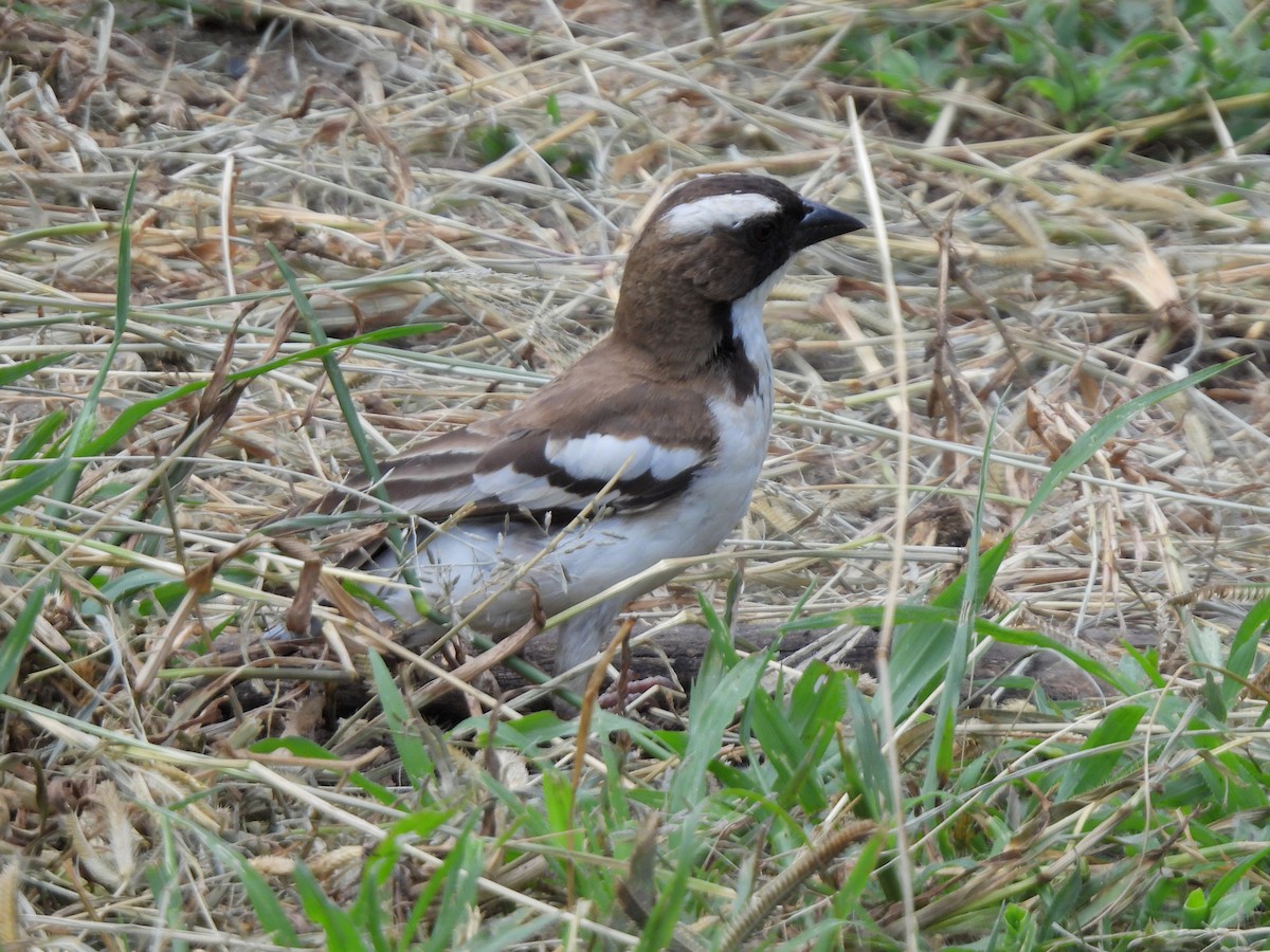 White-browed Sparrow-Weaver - Teresa Cohen