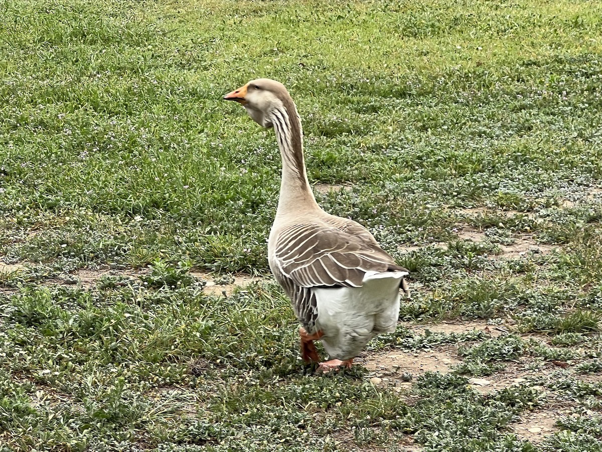Graylag Goose (Domestic type) - ML616246433