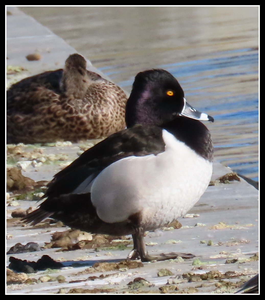 Ring-necked Duck - ML616246733