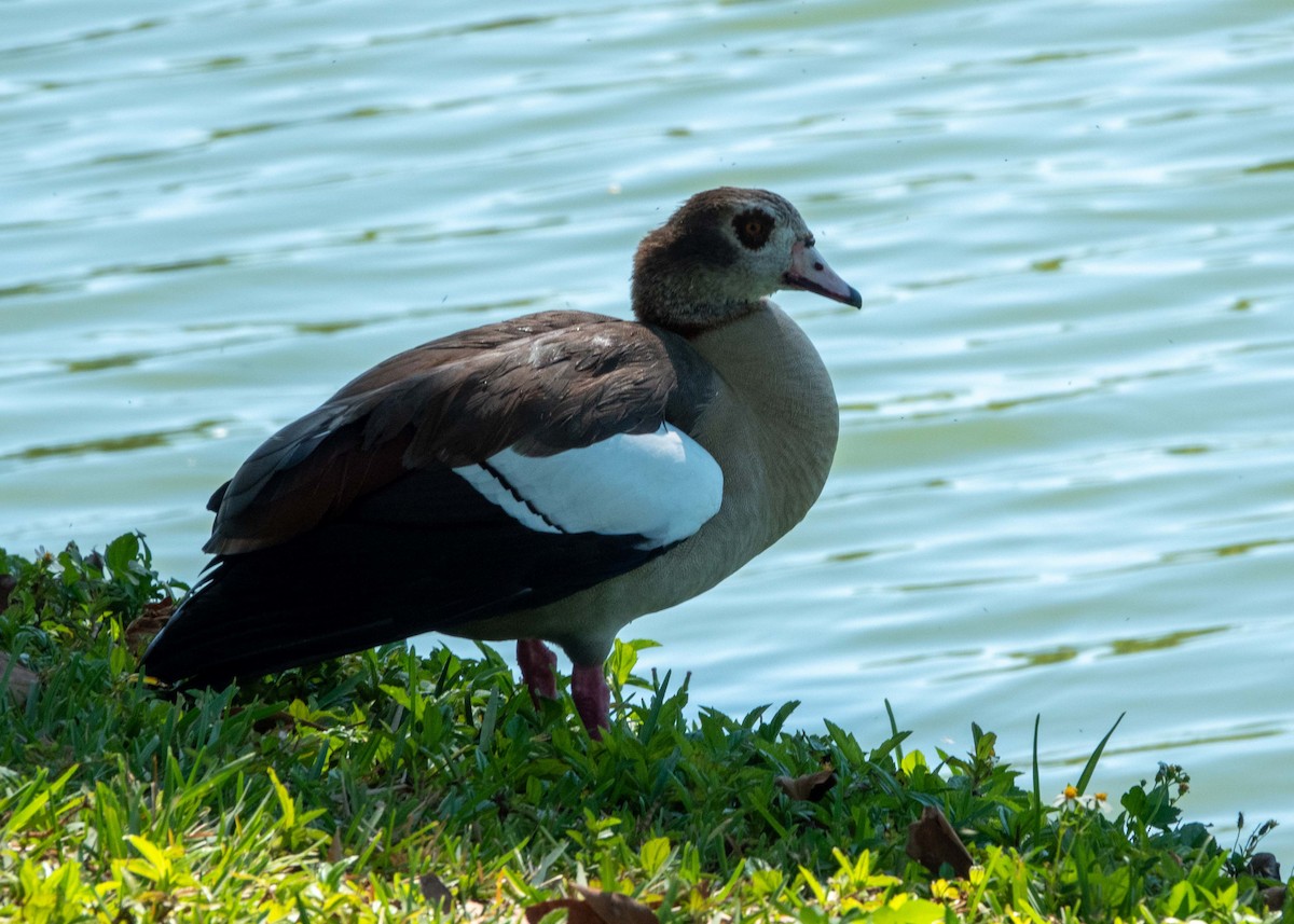 Egyptian Goose - Dick Snell