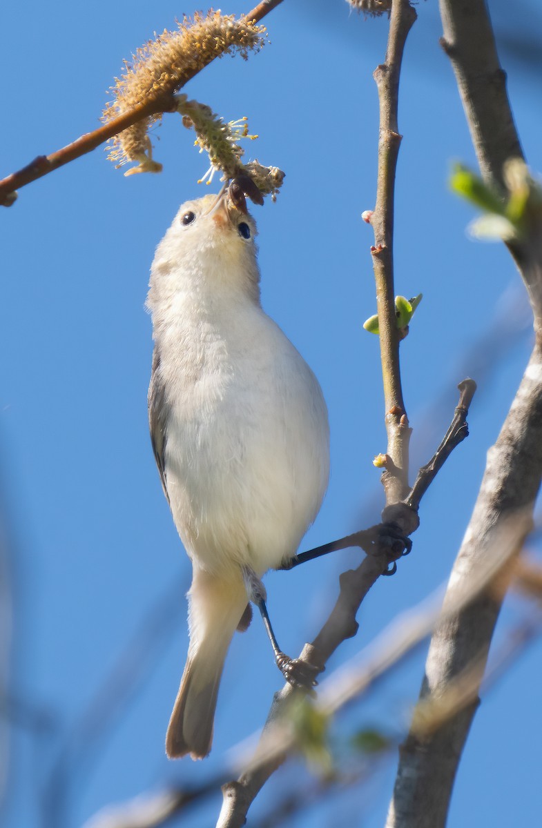 Lucy's Warbler - ML616246872