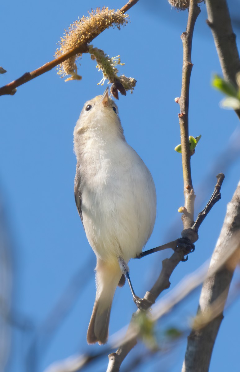 Lucy's Warbler - ML616246873