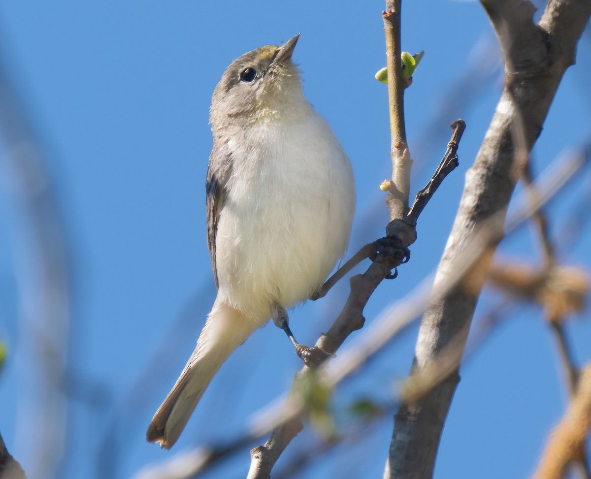 Lucy's Warbler - ML616246874