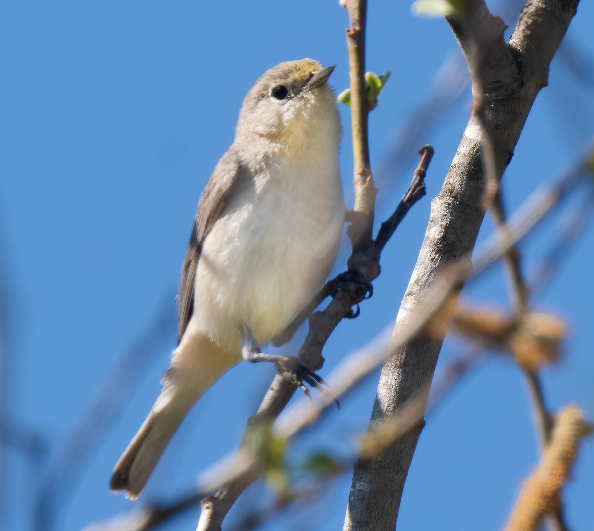 Lucy's Warbler - Mark Chappell