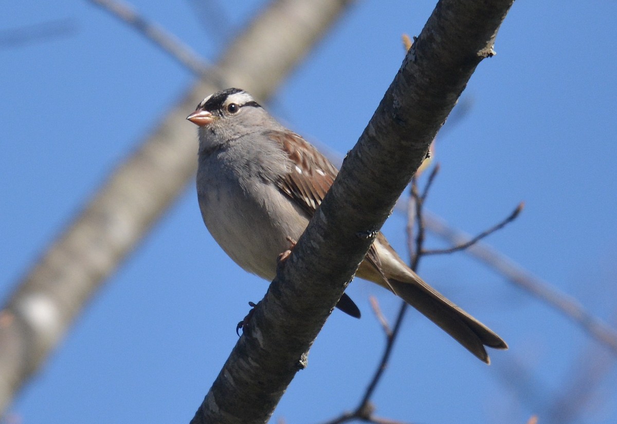 White-crowned Sparrow (leucophrys) - Jay Wherley