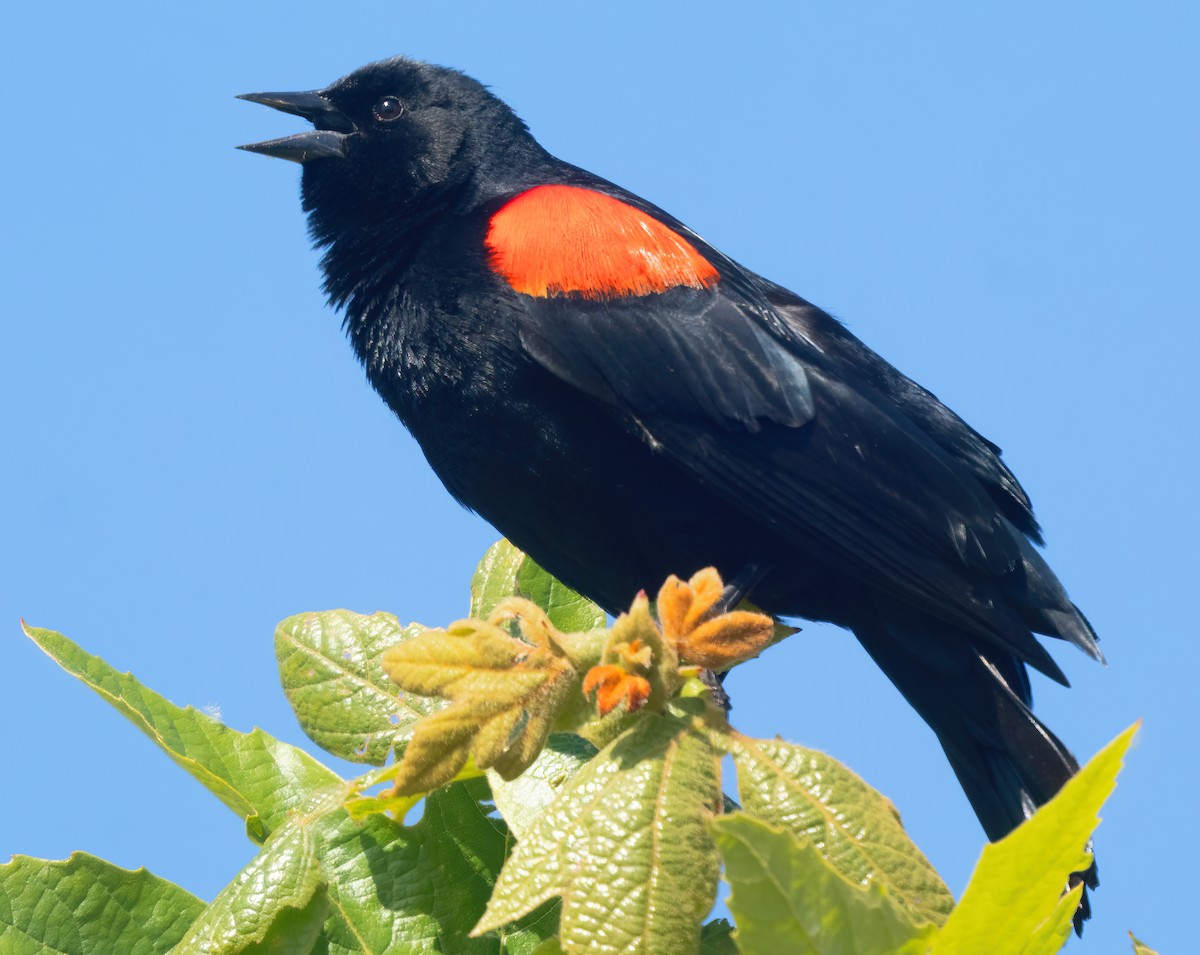 Red-winged Blackbird - Mark Chappell