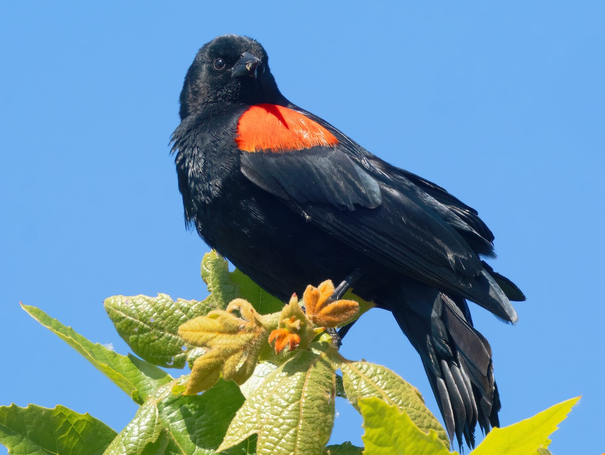 Red-winged Blackbird - ML616246916