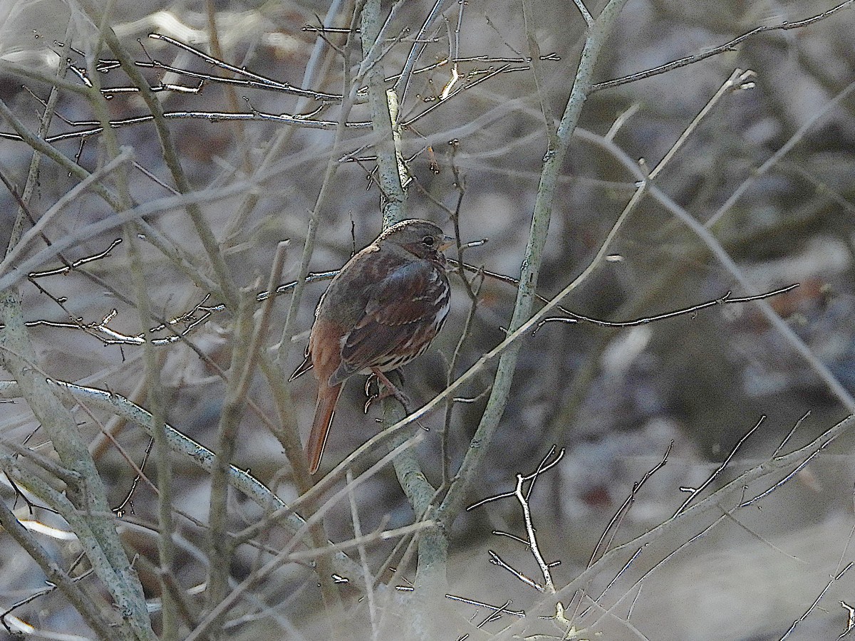 Fox Sparrow (Red) - ML616246924