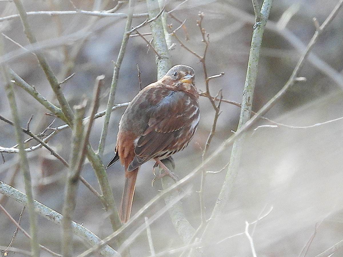 Fox Sparrow (Red) - ML616246932
