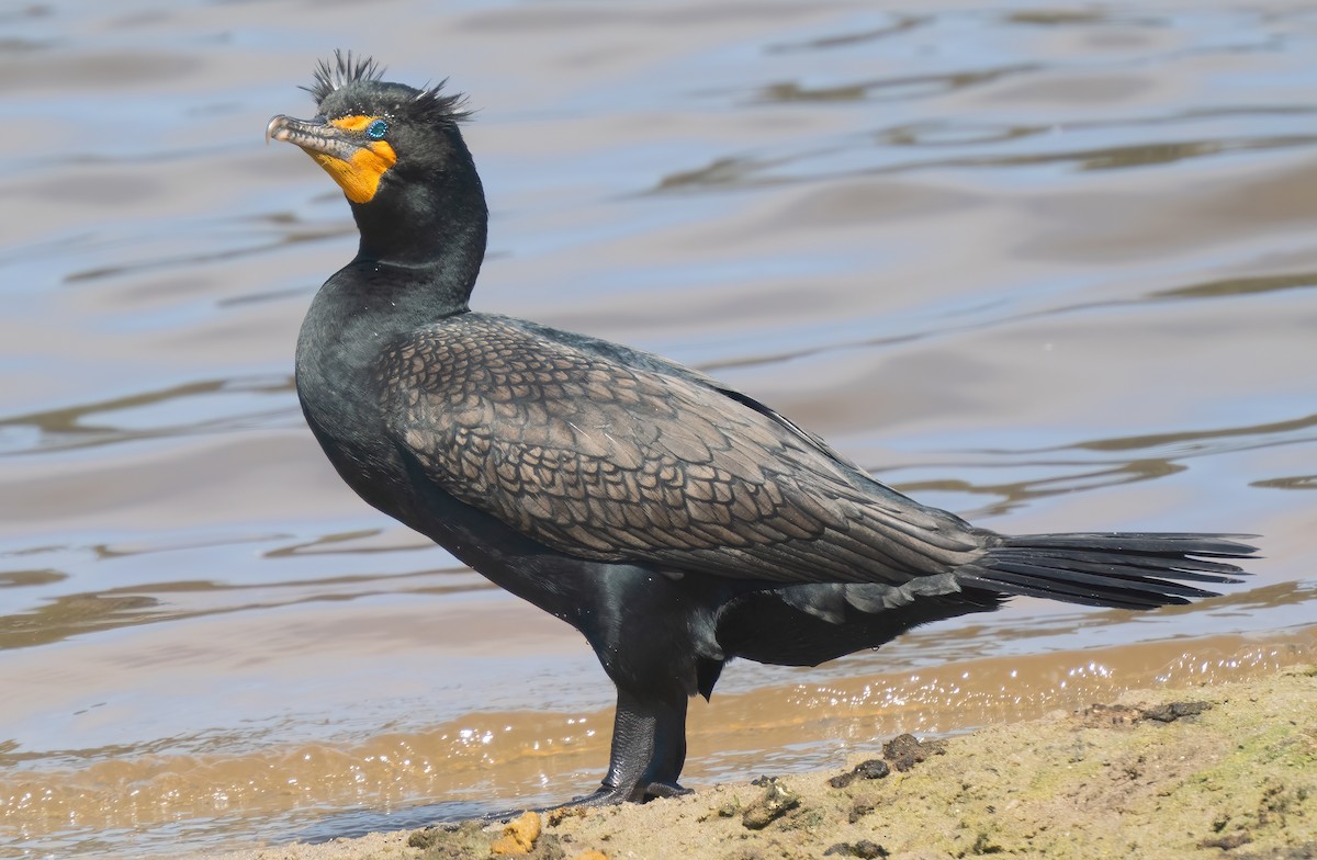 Double-crested Cormorant - Mark Chappell