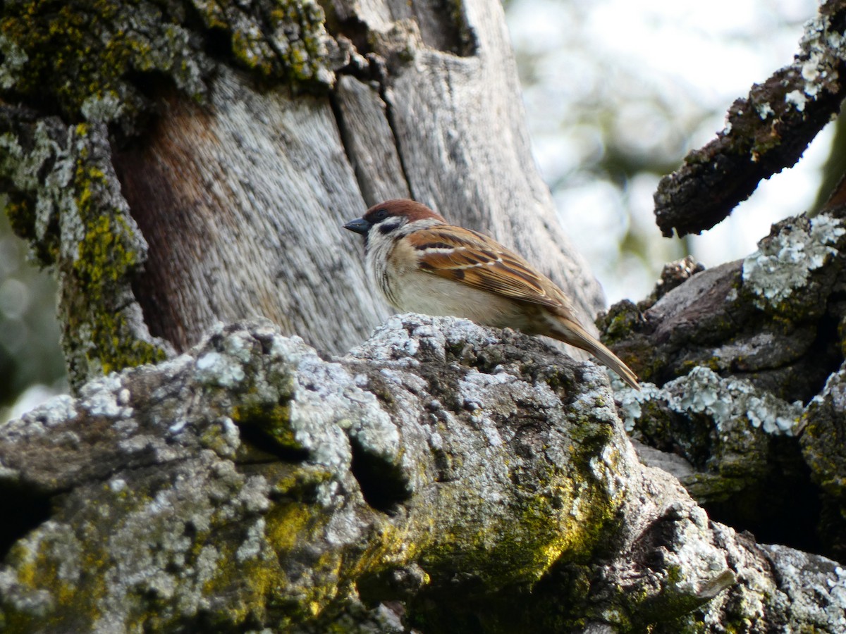 Eurasian Tree Sparrow - ML616247070
