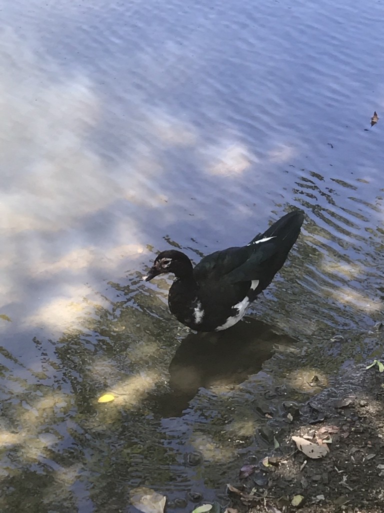 Muscovy Duck (Domestic type) - ML616247250