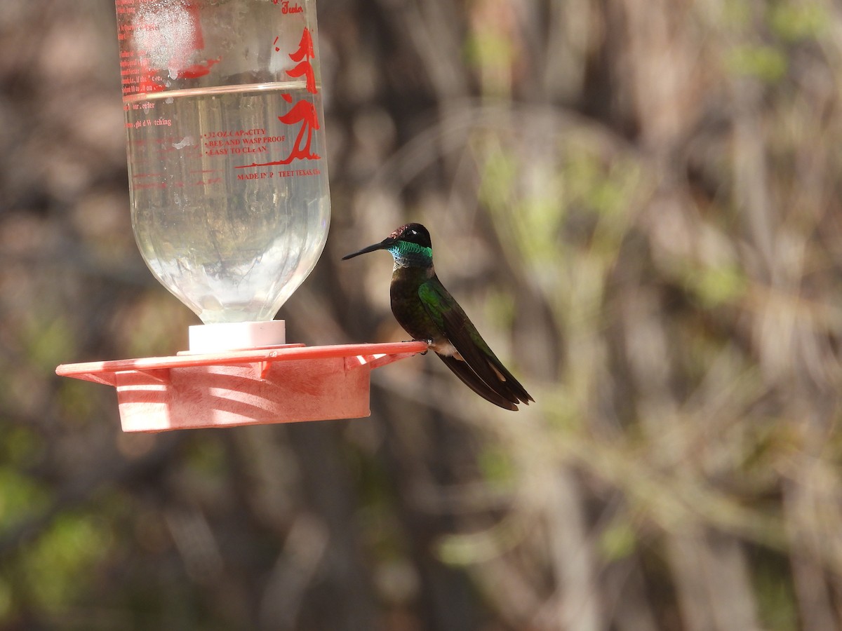 Rivoli's Hummingbird - ML616247524