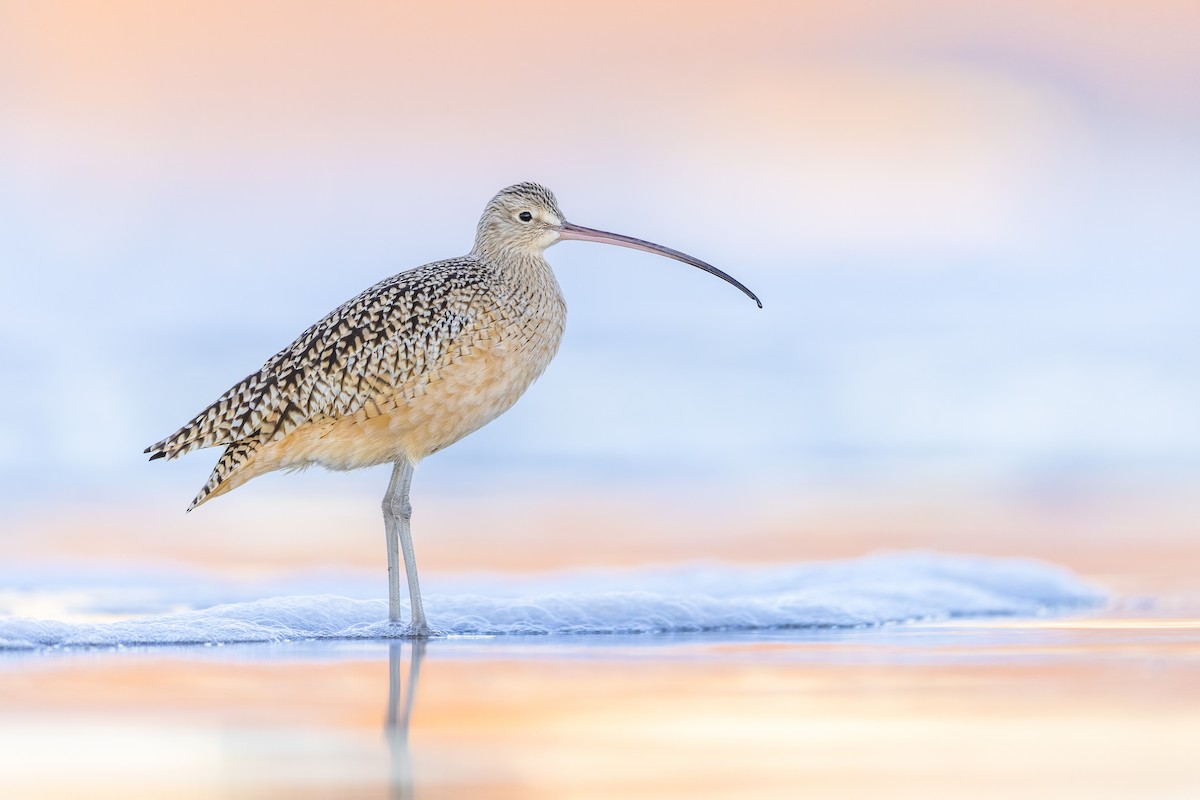 Long-billed Curlew - ML616247590