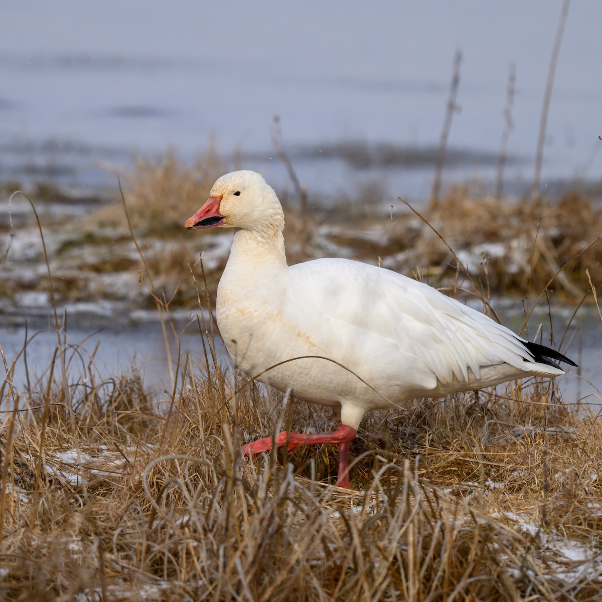 Snow Goose - ML616247599