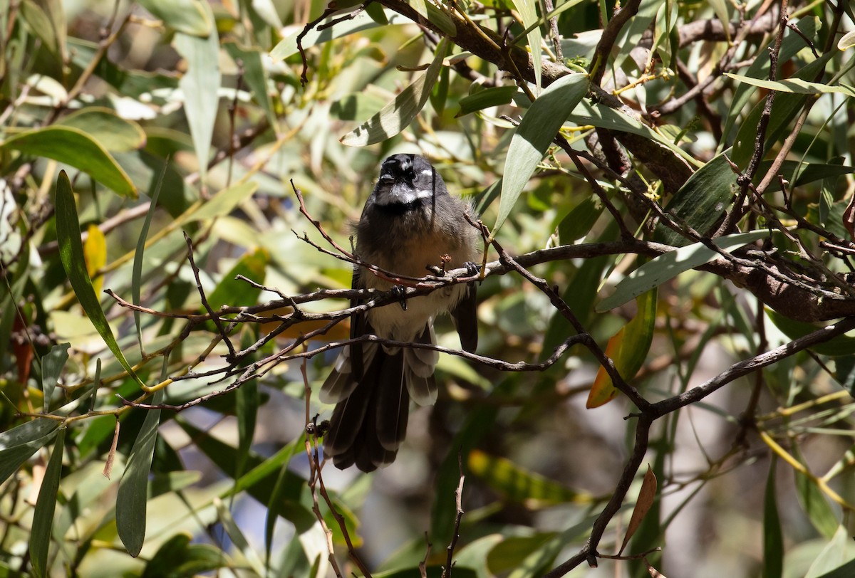 Gray Fantail (albiscapa) - Hickson Fergusson