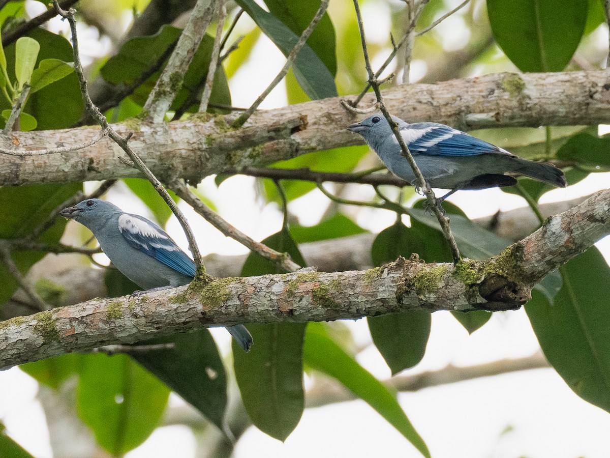 Blue-gray Tanager (White-edged) - Chris Fischer