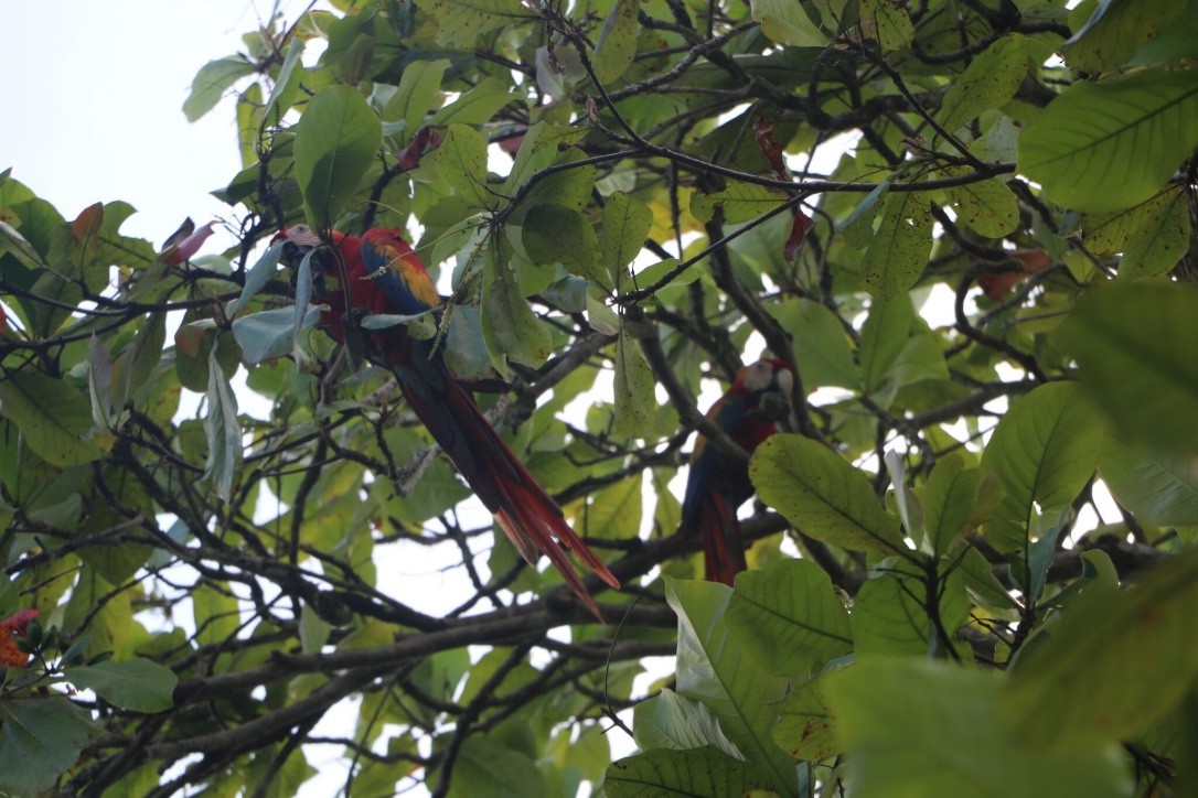 Scarlet Macaw - Landyn Reddy