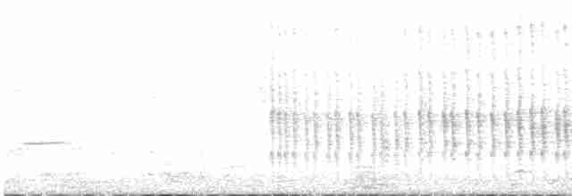 pygmérørdrum - ML616247821
