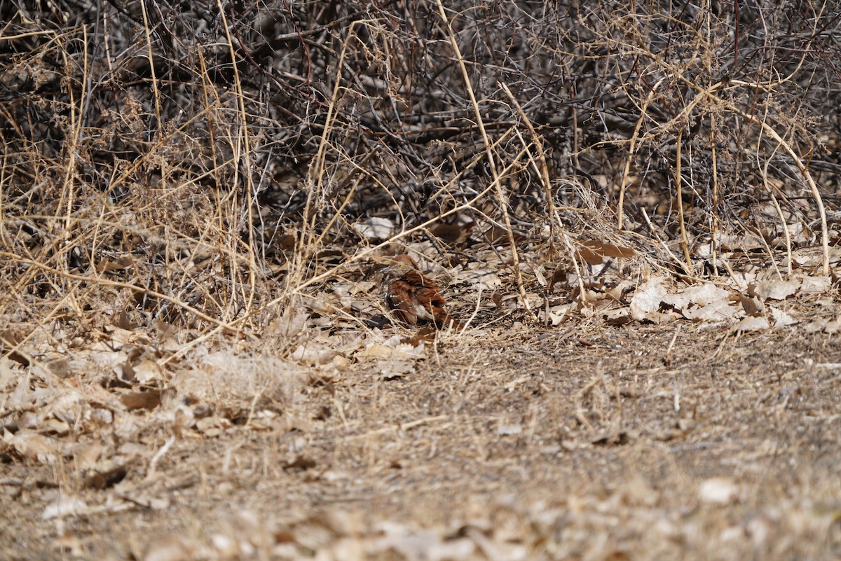 eBird Checklist 19 Mar 2024 Lamar Community College 15 species
