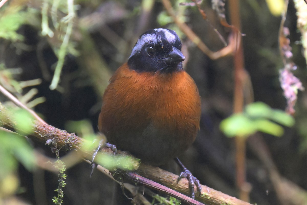 Tanager Finch - ML616247921