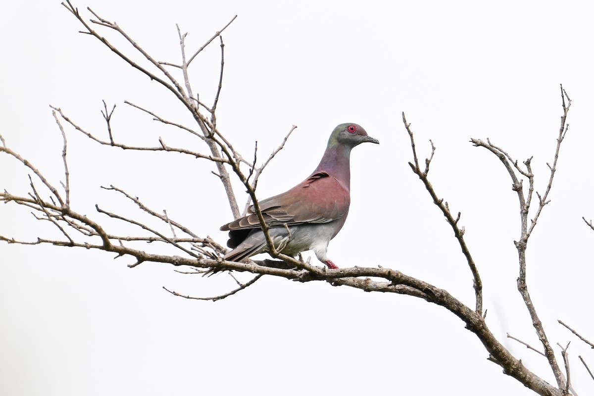 Pale-vented Pigeon - Kenneth Franklin