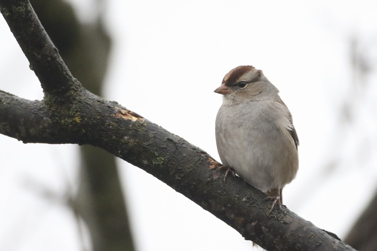 White-crowned Sparrow (leucophrys) - John Garrett