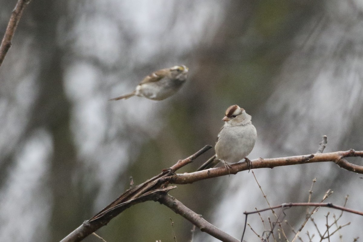 White-crowned Sparrow (leucophrys) - John Garrett