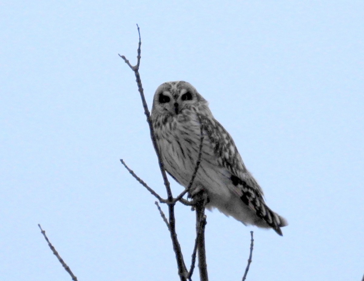 Short-eared Owl - ML616248132
