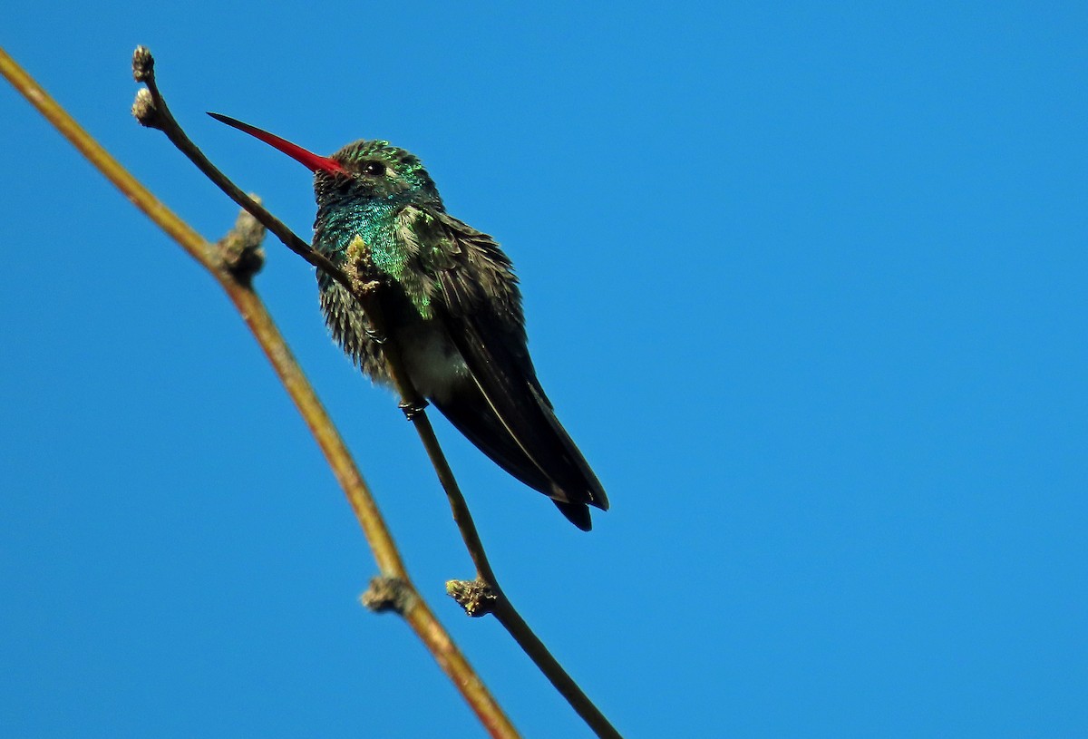 kolibřík širokozobý - ML616248196