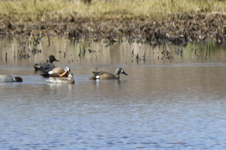 Blue-winged Teal - ML616248216