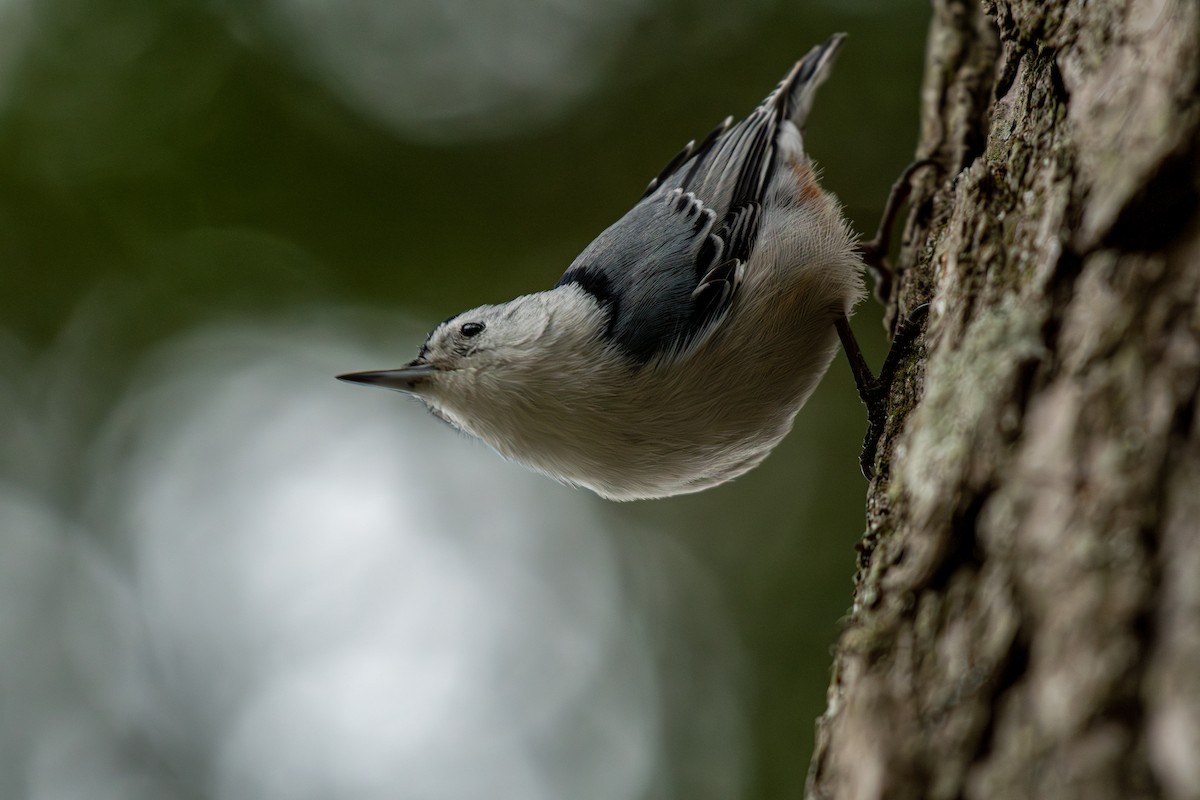 White-breasted Nuthatch - ML616248336