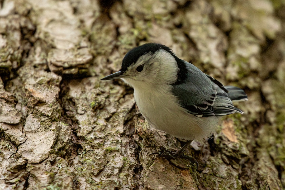 White-breasted Nuthatch - ML616248371