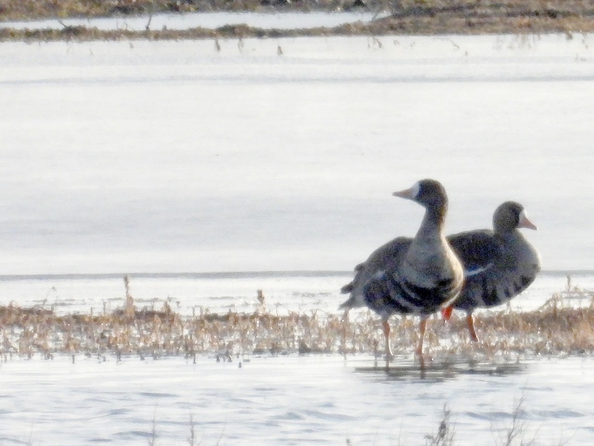 Greater White-fronted Goose - ML616248507