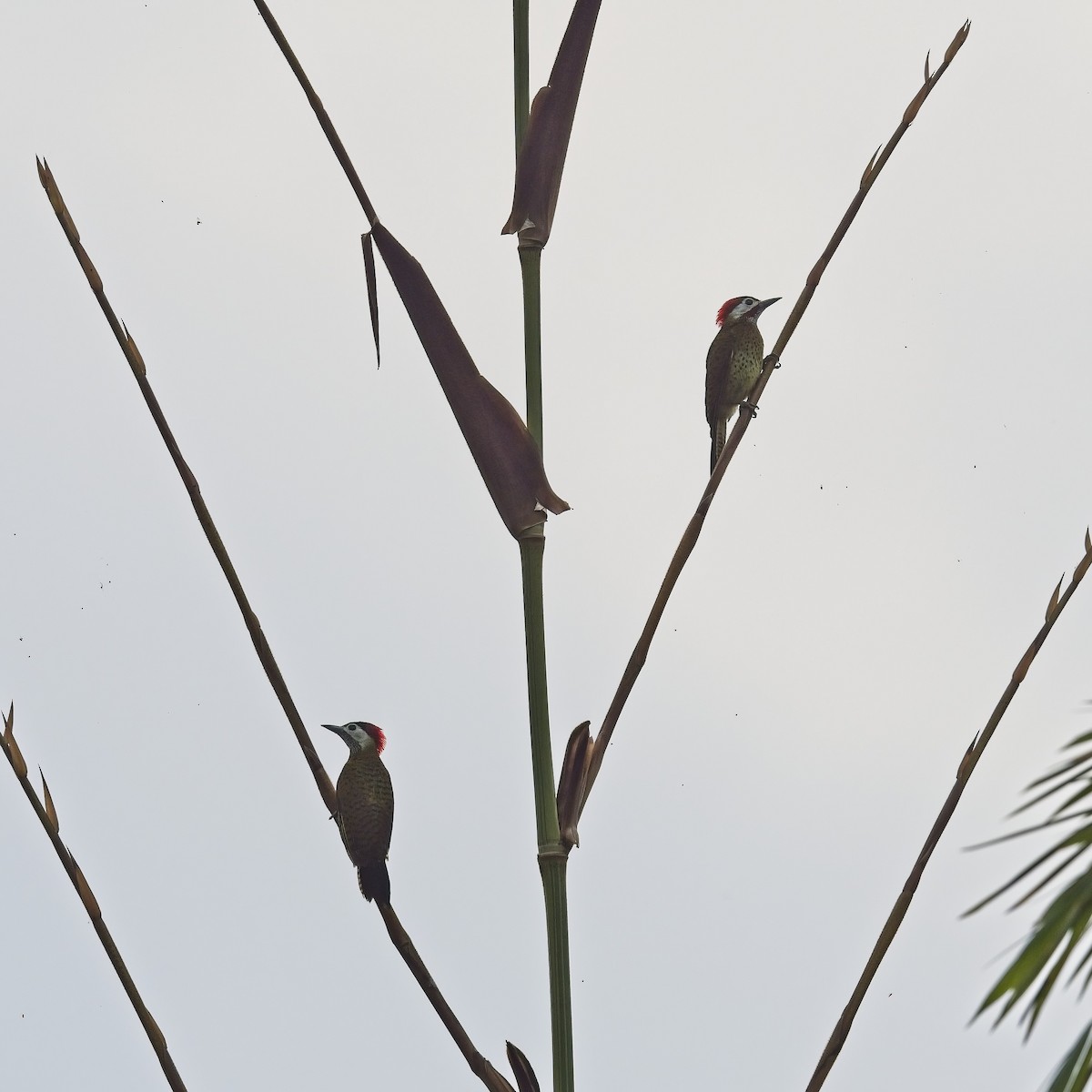 Spot-breasted Woodpecker - ML616248538