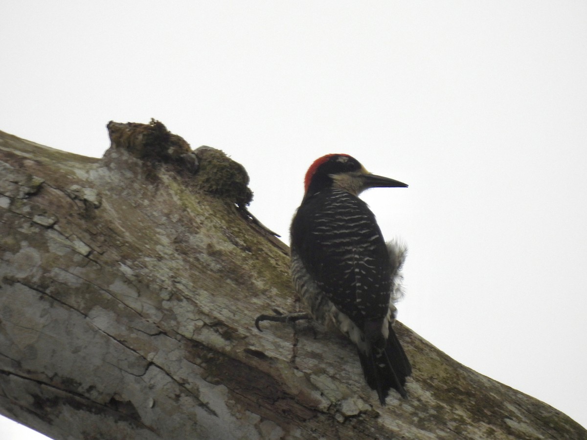 Black-cheeked Woodpecker - ML616248603