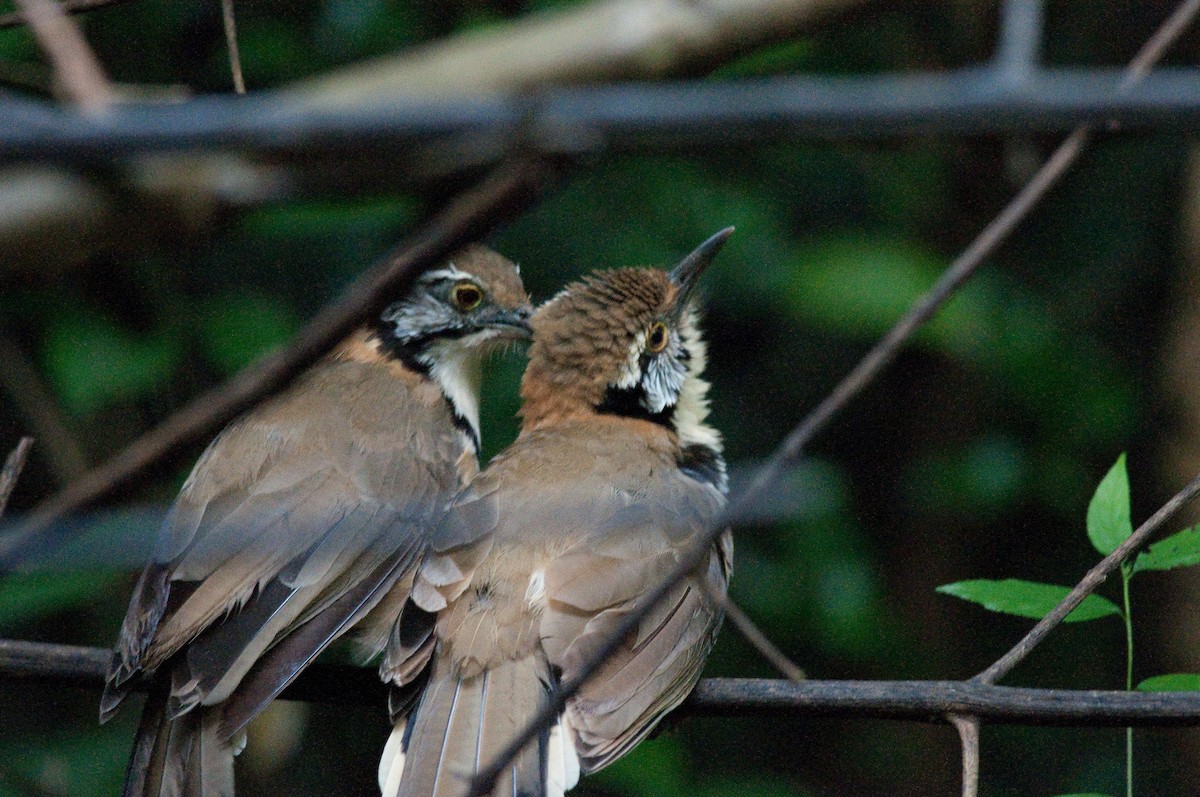 Lesser/Greater Necklaced Laughingthrush - ML616248607