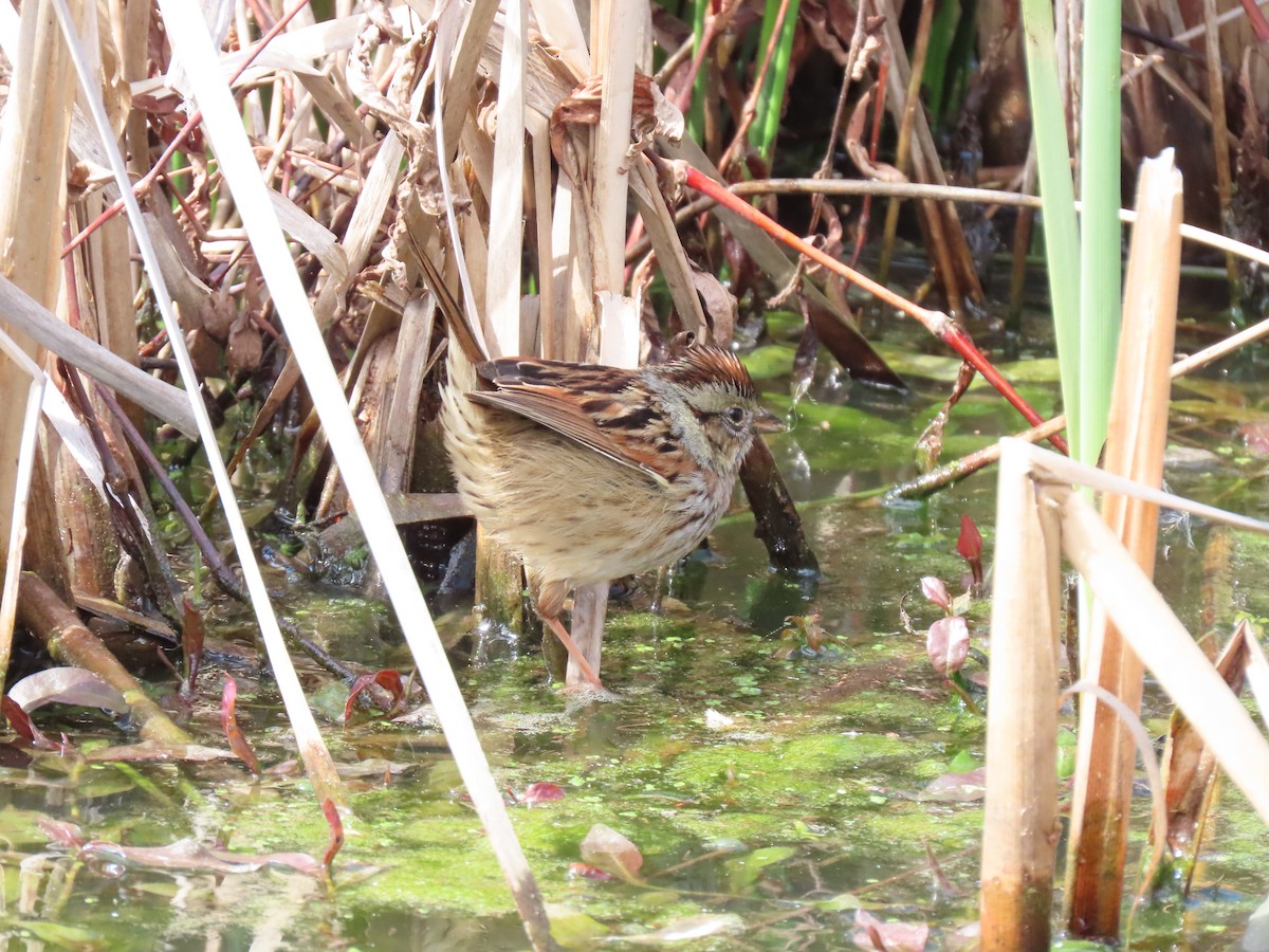 Swamp Sparrow - ML616248708